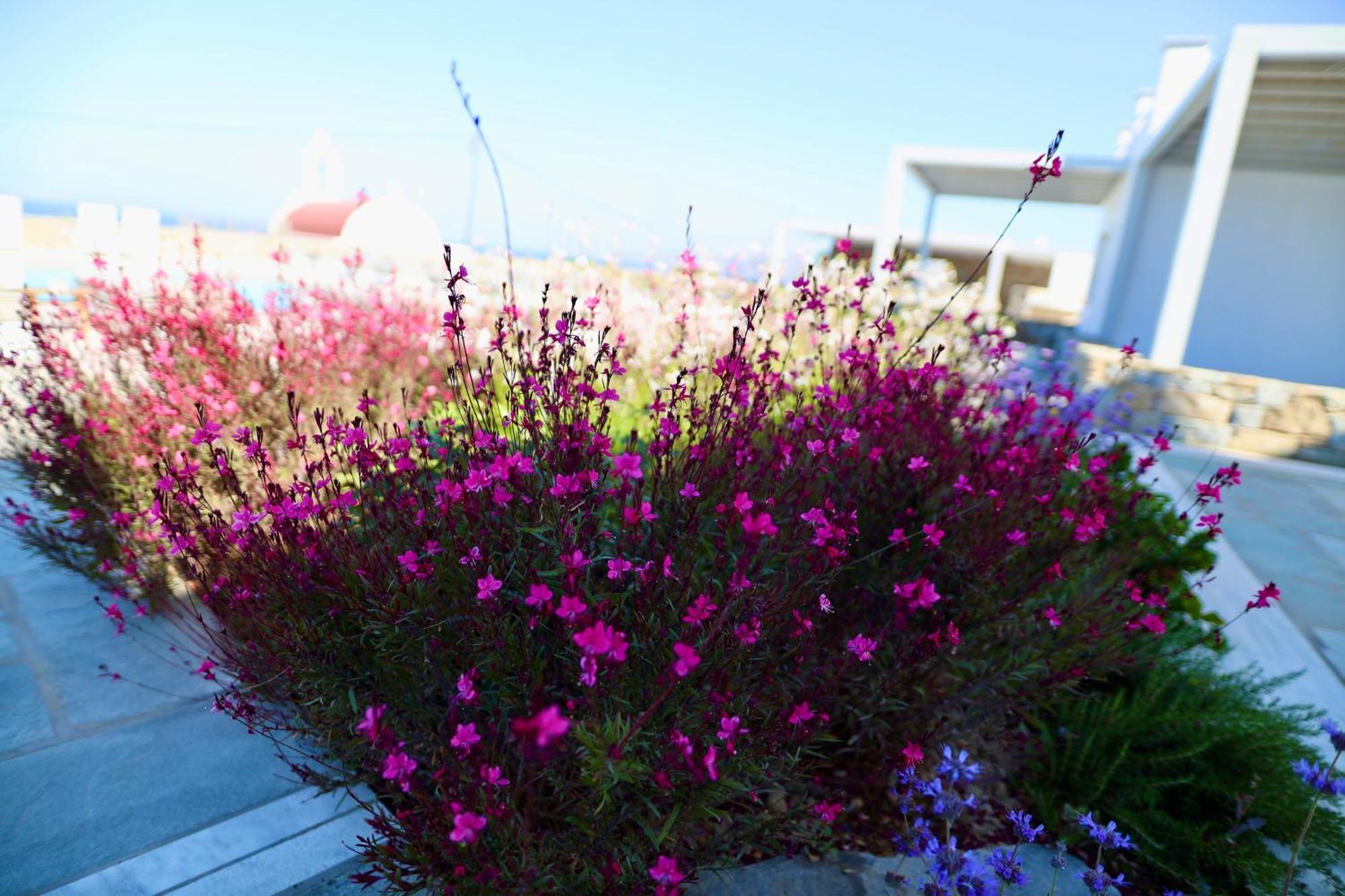 Margie Mykonos Hotel Mykonos Town Exteriér fotografie
